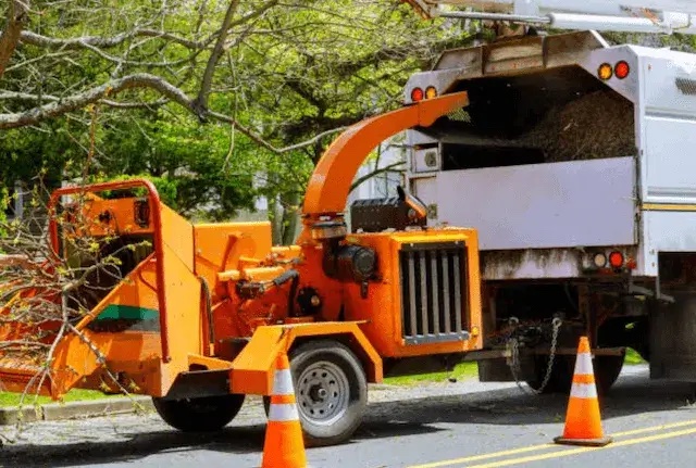 tree removal washington