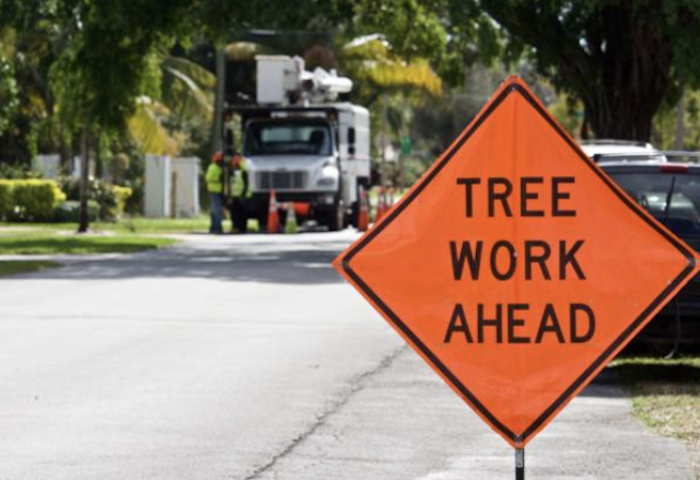 tree removal Forest Grove or