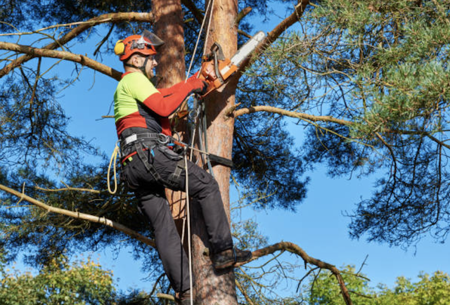 tree pruning washington