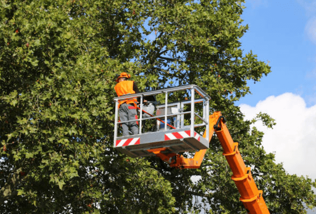 tree trimming Sherwood or