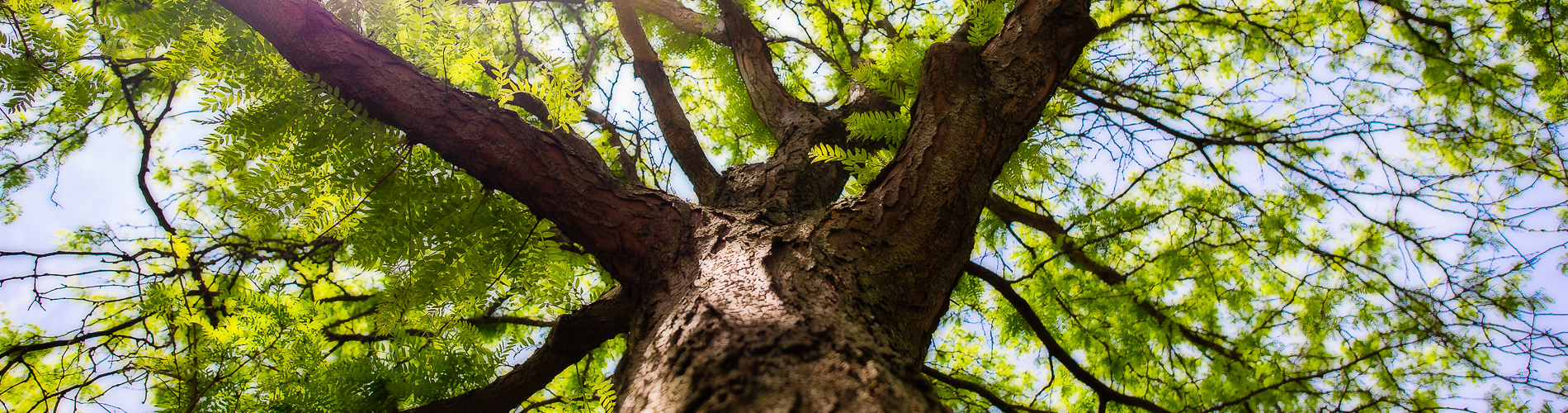 WC Tree Care