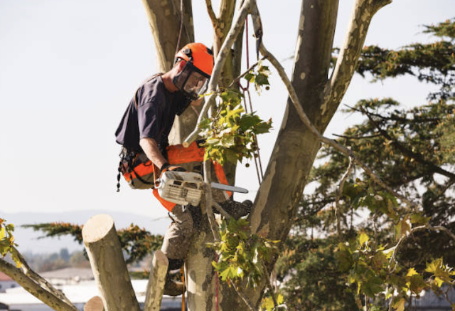 tree removal washington