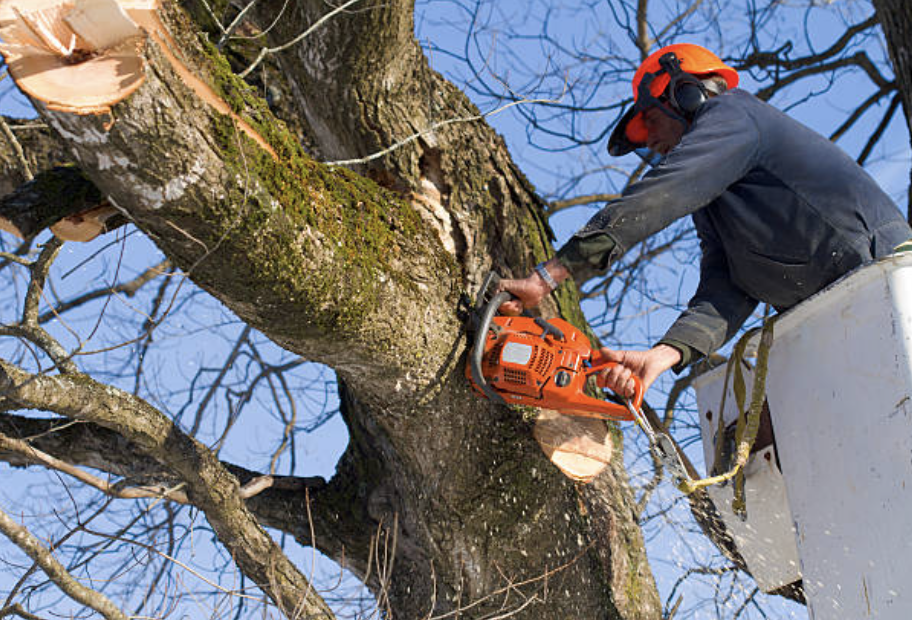 tree trimming washington or